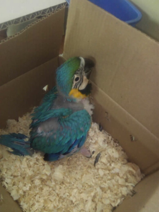 dodo ara