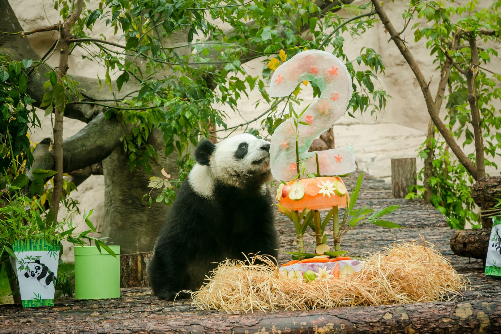 drpanda5