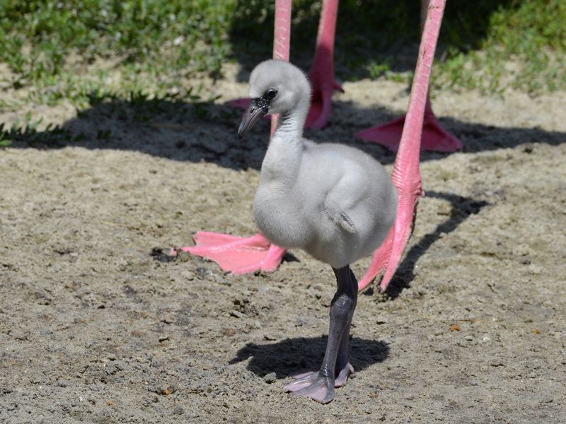 flamingo1