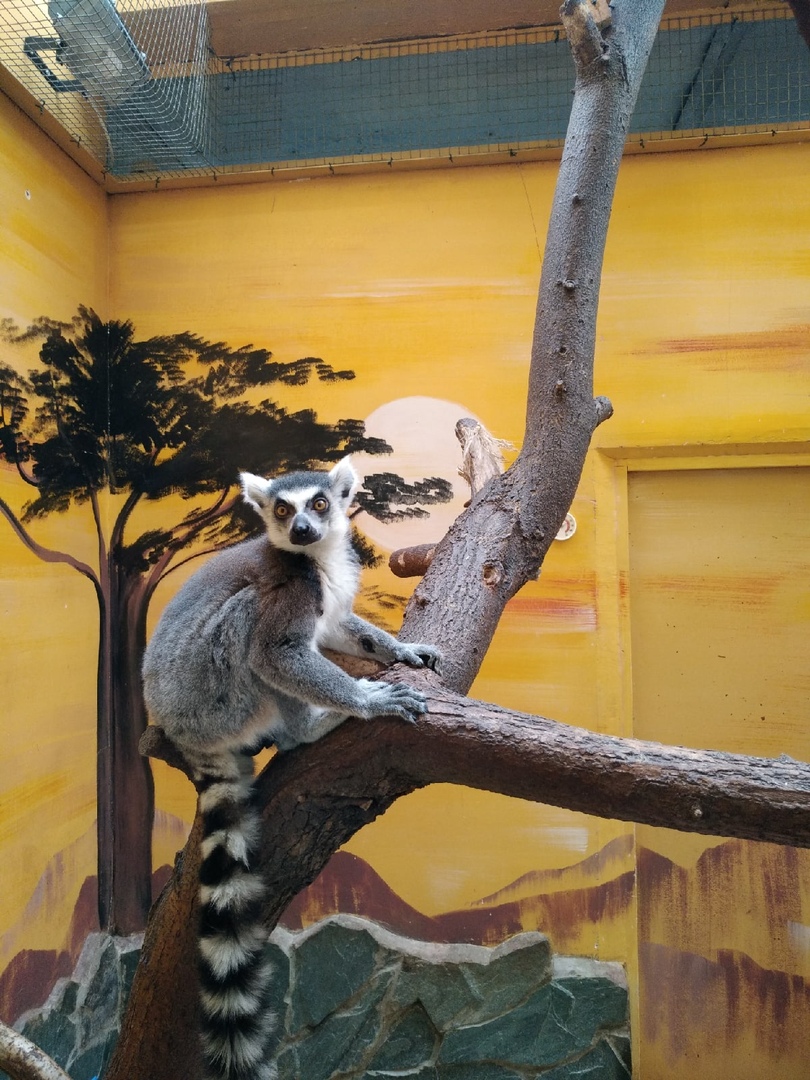 lemur