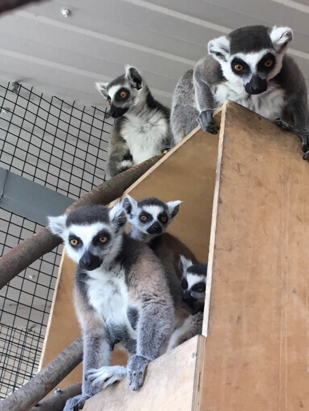 lemur kata